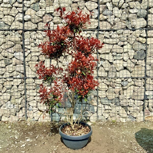 Photinia Nana (Little Red Robin) Pom Pom G412 - E9FEE1C7 E425 4E15 B031 7F06C9CDB5BB 1 105 c