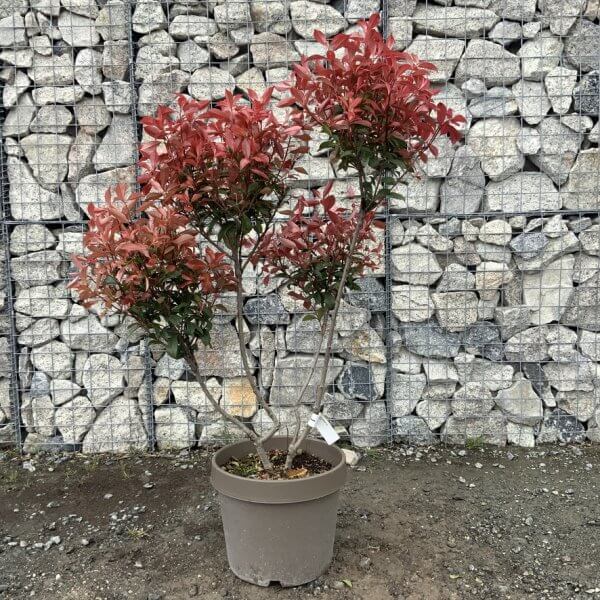 Photinia Nana (Little Red Robin) Pom Pom G346 - EBC0FB20 570C 4D31 87D8 929FACD18C6E 1 105 c