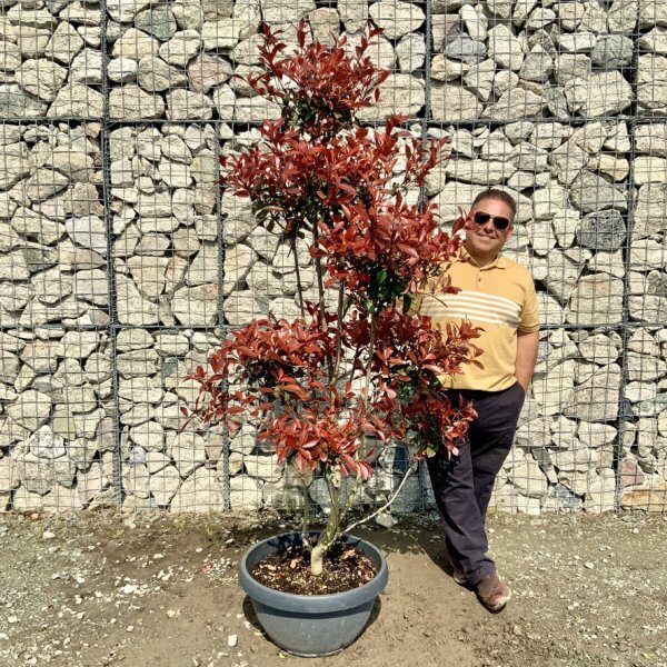 Photinia Nana (Little Red Robin) Pom Pom G402 - EC7ADBD9 7D5B 4F8C 9F93 91FFAF949148 1 105 c