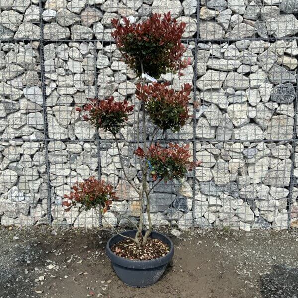 Photinia Nana (Little Red Robin) Pom Pom G416 - EE4AD483 D246 4242 9957 B353F0778386 1 105 c