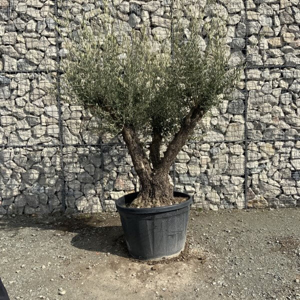 Gnarled Olive Tree Multi Stem Thick XL G310 - EEC61DC4 EB2D 4A41 9E0F 37FA8D872C00 1 105 c