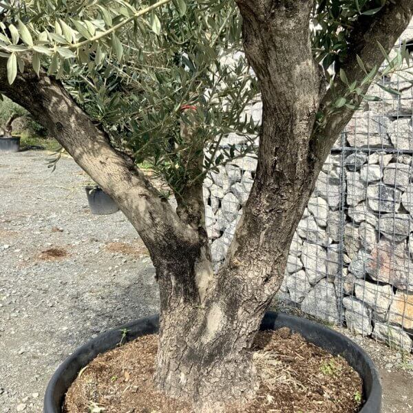Gnarled Olive Tree Multi Stem Thick XL G330 - EEDE5555 F580 4E7F 9526 606D70AE461F 1 105 c