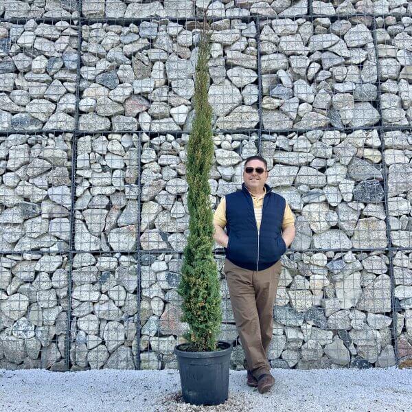 Cypress Stalk / Pencil Italian Pyramidalis (Cupressus Sempervirens) 2.40M-2.50M - EF2BF2DE 7B46 4622 8AD3 B12A70E9D1FA scaled