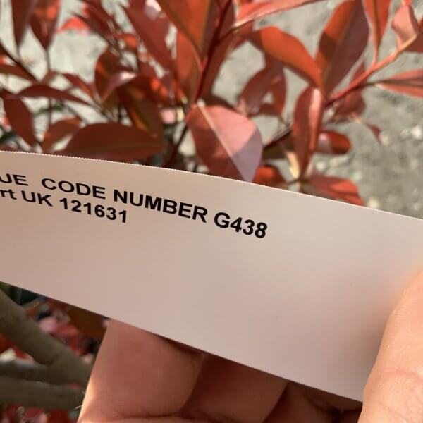 Photinia Nana (Little Red Robin) Pom Pom G438 - F096C5F4 CA1A 4ABB A380 4EF448DFA9AC 1 105 c