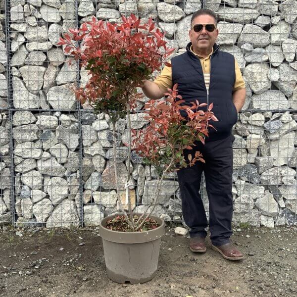 Photinia Nana (Little Red Robin) Pom Pom G362 - F159EDB3 BDF1 4010 BF74 0D8E1B6278D5 1 105 c