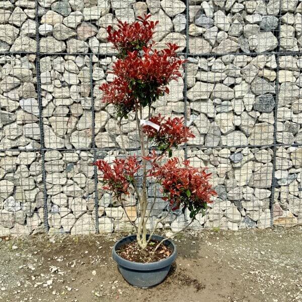 Photinia Nana (Little Red Robin) Pom Pom G439 - F1C1A0C0 0A82 4048 88DD F1873B537574 1 105 c