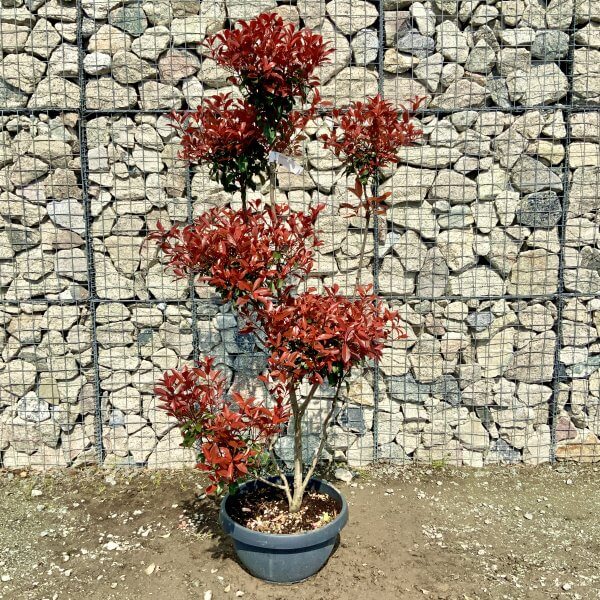 Photinia Nana (Little Red Robin) Pom Pom G397 - F28ECD7D CA49 46A5 8B4F 6D51A90D0984 scaled