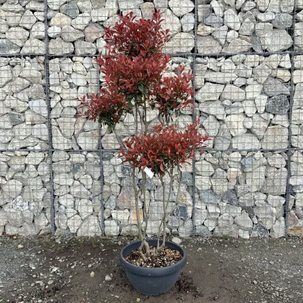 Photinia Nana (Little Red Robin) Pom Pom G451 - F4513DA2 46C5 4D6C BEC8 E59C43857AA9 1 105 c