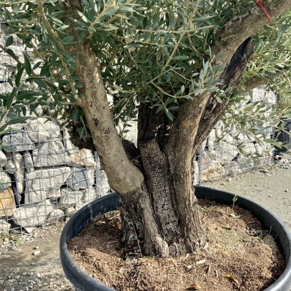 Gnarled Olive Tree Multi Stem Thick XL G308 - F529F095 B58C 4729 979A B09DB2E3CF23 1 105 c