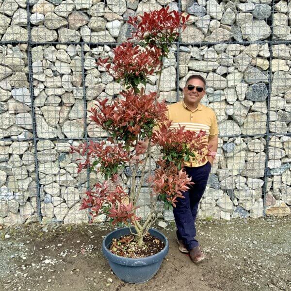 Photinia Nana (Little Red Robin) Pom Pom G405 - F6523A1E AD9F 4287 A902 6B286720230E 1 105 c