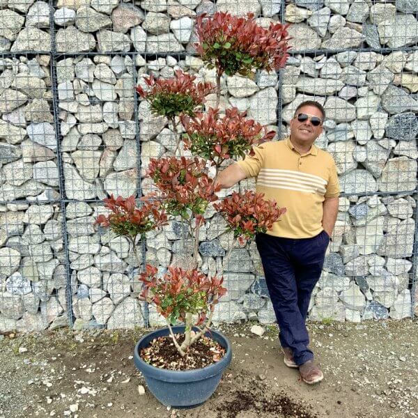 Photinia Nana (Little Red Robin) Pom Pom G422 - F6CE8A33 8C13 49B8 9E5B 374D2CBDE38B 1 105 c