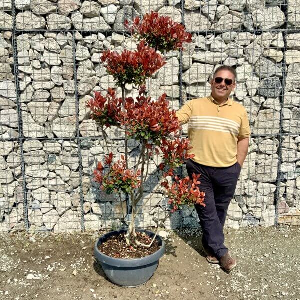 Photinia Nana (Little Red Robin) Pom Pom G385 - F7A9842A 0105 4B13 AA14 8EEAB0AFC5F3 scaled