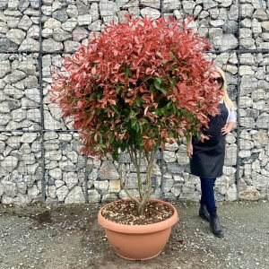 Red Robin (Photinia) Floating Cloud Trees XL
