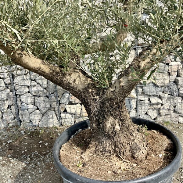 Gnarled Olive Tree Multi Stem Thick XL G325 - F9219065 C722 47E1 9191 09D33AF9E393 1 105 c