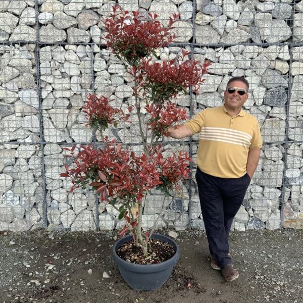 Photinia Nana (Little Red Robin) Pom Pom G447 - F985FC43 C10D 4E14 B411 274CA28C8FBA 1 105 c