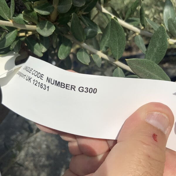 Gnarled Olive Tree Multi Stem Thick XL G300 - FADF3476 8A18 4D51 AE0F 543B84299063 1 105 c