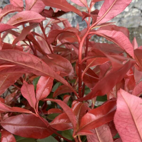 Photinia Nana (Little Red Robin) Pom Pom G355 - FC6A0D29 24B6 4E5C B3D6 E4E042B956D8 1 105 c