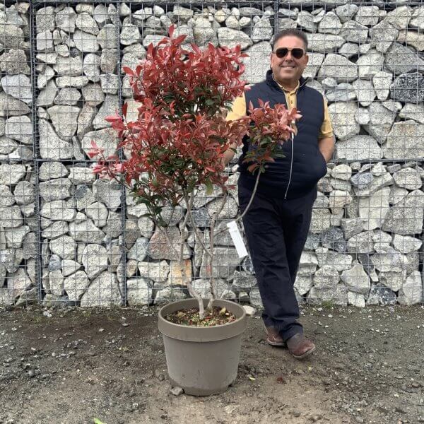 Photinia Nana (Little Red Robin) Pom Pom G352 - FD91E029 663C 46F2 8682 AFB0FAB76965 1 105 c