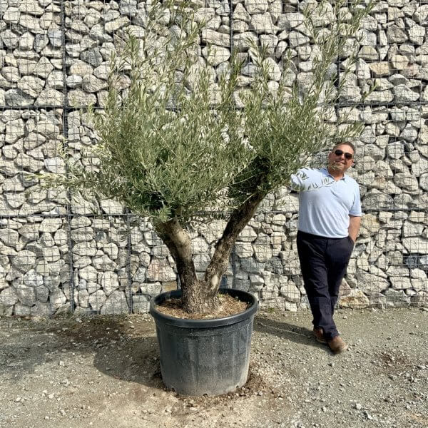 Gnarled Olive Tree Multi Stem Thick XL G330 - FEFCAAC6 735F 4512 9457 A90F44975032 1 105 c