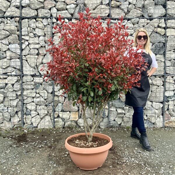 Photinia Red Robin Floating Cloud Tree 1.50 - 1.70 (MEDIUM) - IMG 4555 1 scaled