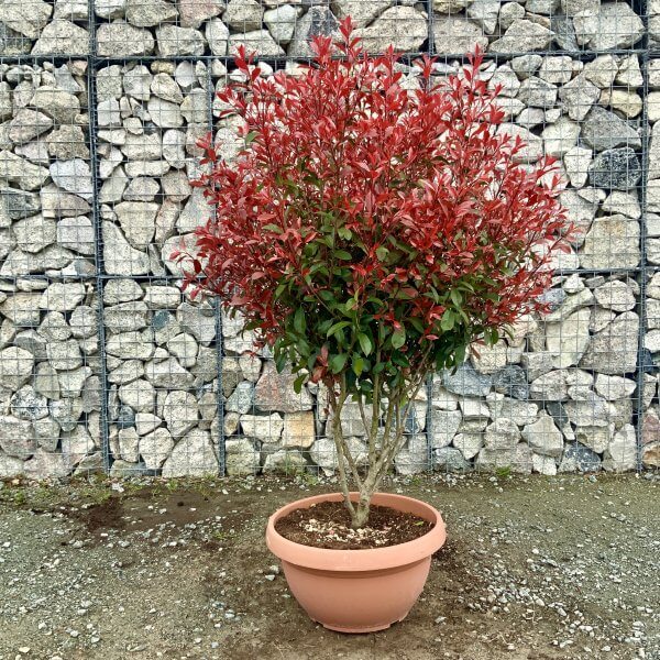 Photinia Red Robin Floating Cloud Tree 1.50 - 1.70 (MEDIUM) - IMG 4556 1 scaled