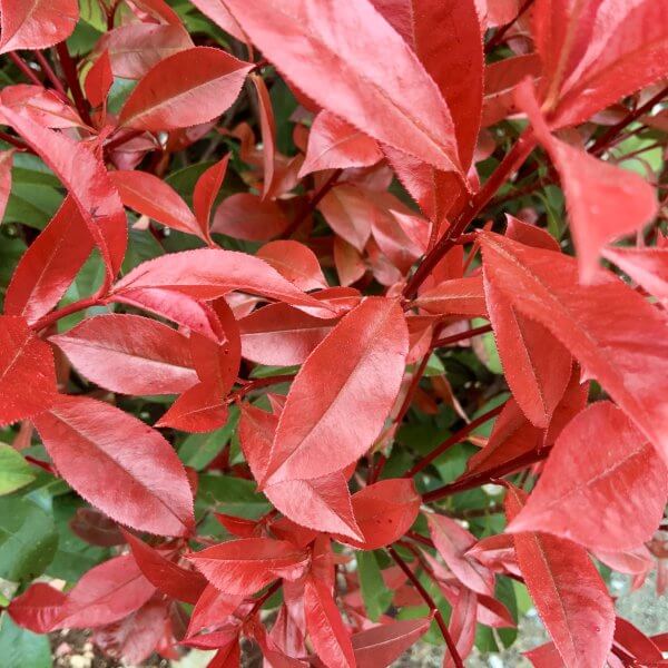 Photinia Red Robin Floating Cloud Tree 1.50 - 1.70 (MEDIUM) - IMG 4557 1 scaled