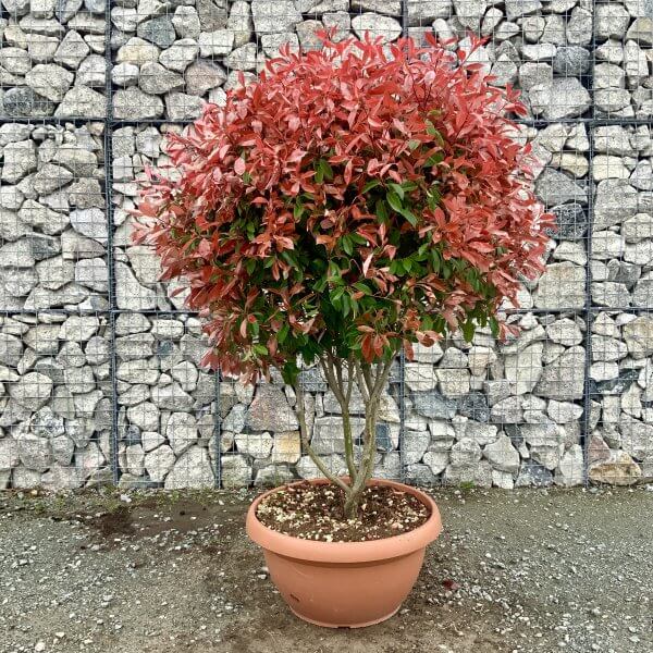 Photinia Red Robin Floating Cloud Tree 1.90 - 2 M (LARGE) - IMG 4559 scaled