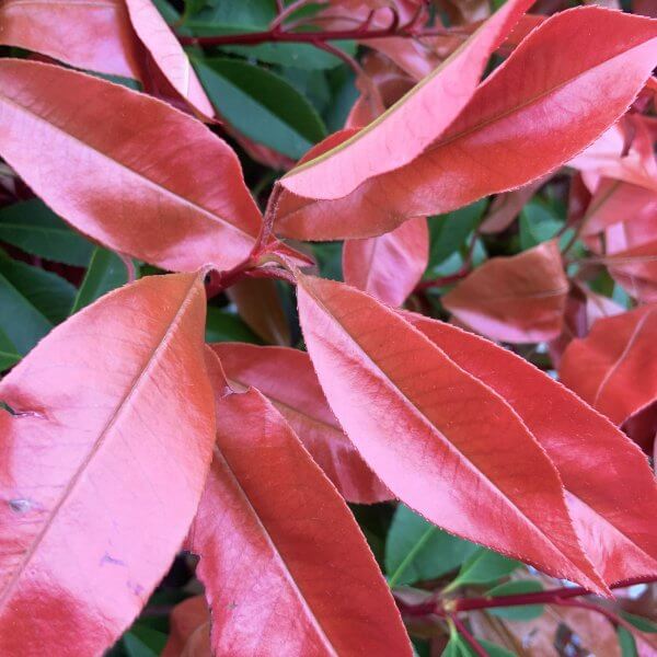 Photinia Red Robin Floating Cloud Tree 1.90 - 2 M (LARGE) - IMG 4560 scaled