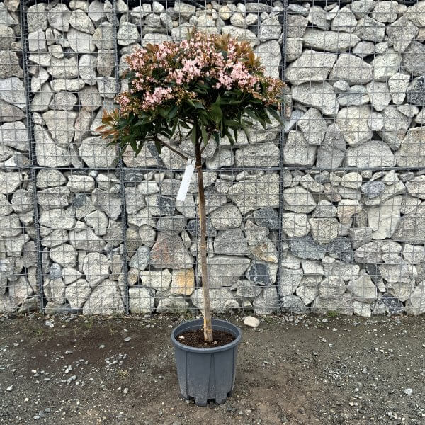 Eriobotryia Deflexa 'Coppertone' (Japonica Loquat) Tree Half Standard 1.50-1.60 M - IMG 4791 scaled