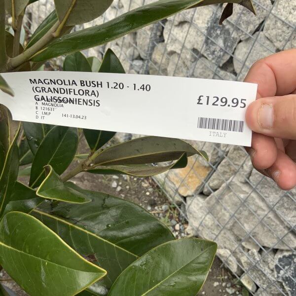 Magnolia Little Gem Bush (Grandiflora - Galissoniensis) Half Standard - IMG 4794 scaled