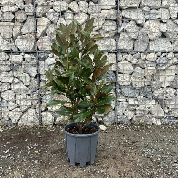 Magnolia Little Gem Bush (Grandiflora - Galissoniensis) Half Standard - IMG 4796 scaled