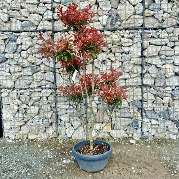 Photinia Nana (Little Red Robin) Pom Pom G383 - IMG 4934 2 scaled