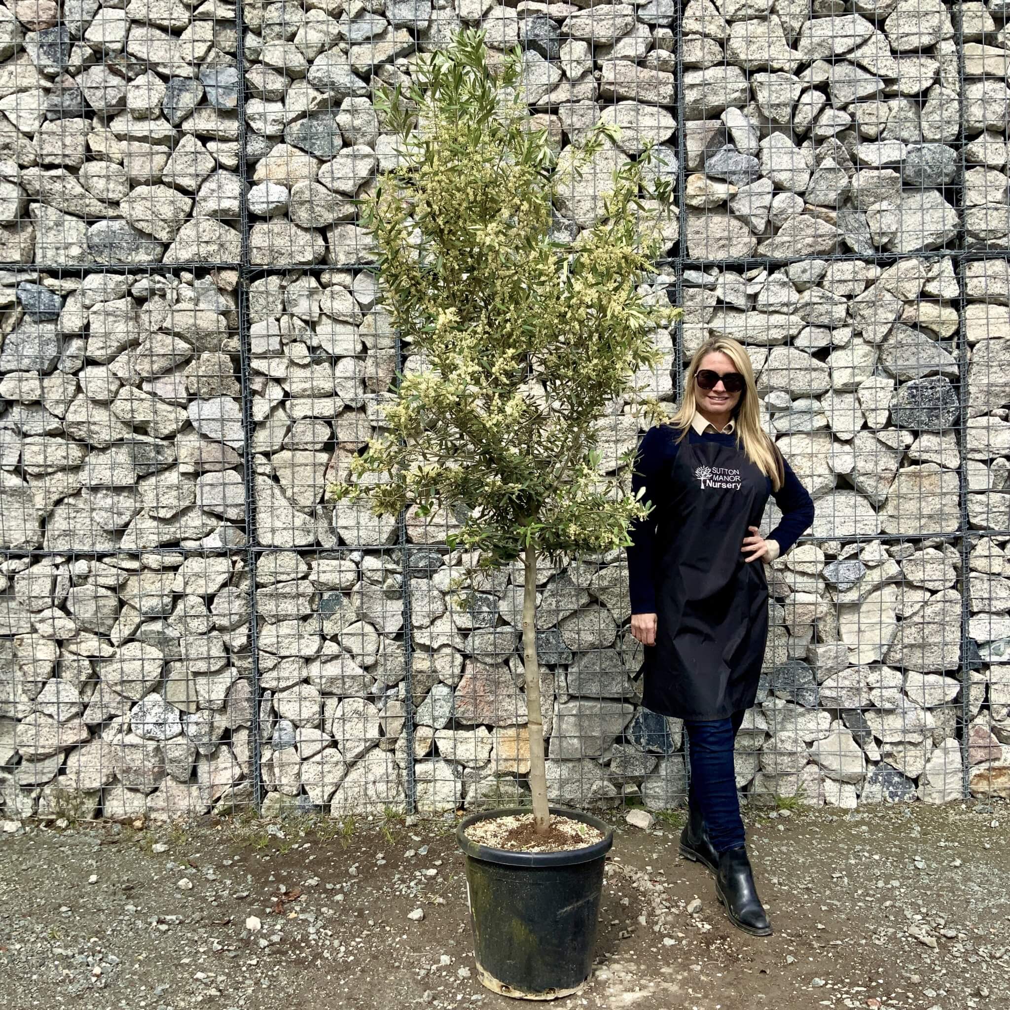 Buy Olive Trees UK For Sale Online Wide Range