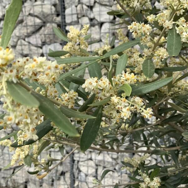 Tuscan Olive Tree (Full Natural Crown) 2 - 2.20 M - IMG 5237 scaled