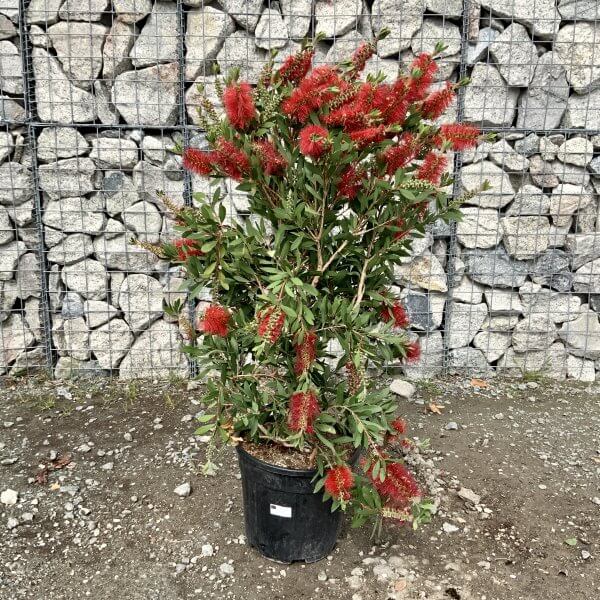 Callistemon citrinus (Bottle Brush) 'Splendens' Bush / Tree - IMG 5248 scaled