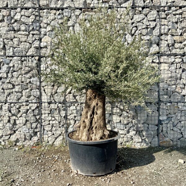Gnarled Olive Tree XXL (Ancient) G751 - 03041E7D 3ECD 4E90 8191 D07E0122E17D 1 105 c