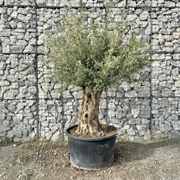 Gnarled Olive Tree XXL (Ancient) G764 - 054BAFCD 6171 4AAD 9B04 E8ED6CBB1B1A 1 105 c