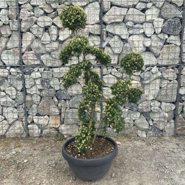 Ilex Crenata Kinme Cloud Tree G842 - 05789987 56EF 4BF4 93AB 7E90DFD87152 scaled