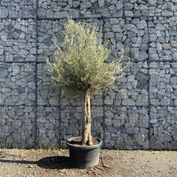 Tuscan Olive Tree (Chunky Trunk Multi Stem) XXL G597 - 0764B6CE 8D79 4582 924A 18FD38563BDF 1 105 c