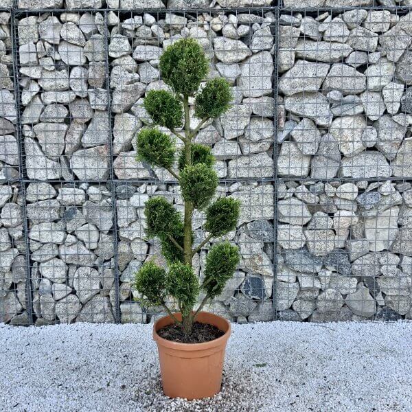 Castlewellan Gold Pom Pon / Cloud Tree 1.60M (Cupressocyparis Leylandi) - 08920479 FADD 4F57 A69F E3A24C1A324C scaled