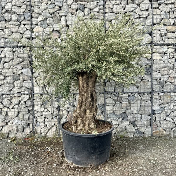 Gnarled Olive Tree XXL (Ancient) G762 - 0B0BED1B E811 4709 970B 4DA1BA567469 1 105 c