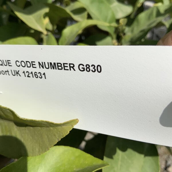 Citrus Lemon Tree Extra Large G830 - 0E525406 746A 4171 9C27 45AEA57E4F6E 1 105 c