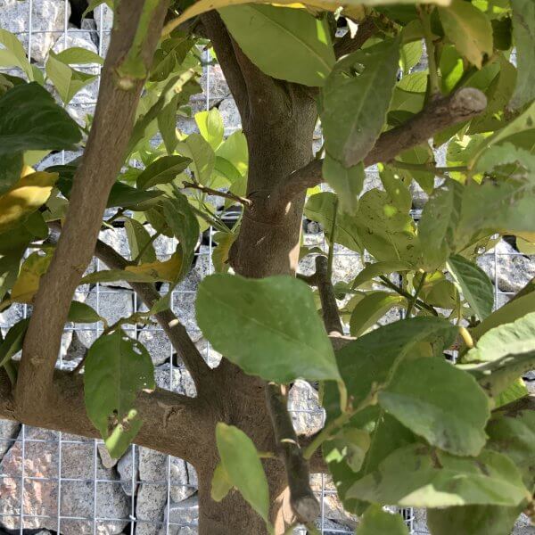 Citrus Lemon Tree Extra Large G804 - 0EFA55F6 CB00 433A AF0B 4298355541C6 scaled