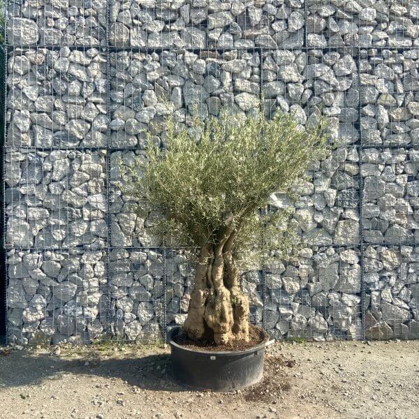 Gnarled Olive Tree Multi Stem Low Bowl XXL (Turtle) G574 - 0FC8EAB8 42B6 47FB B49A 80E0B8E64C23 scaled