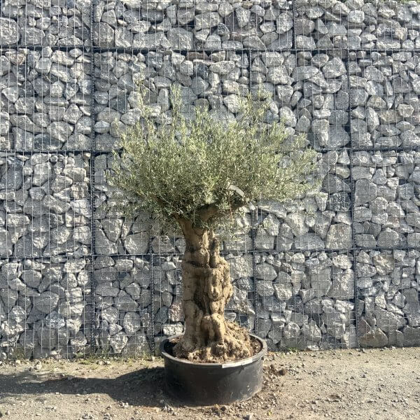 Gnarled Olive Tree Multi Stem Low Bowl XXL (Turtle) G562 - 1055C0F4 1579 4F3E A1C5 E35EAD861F3D scaled