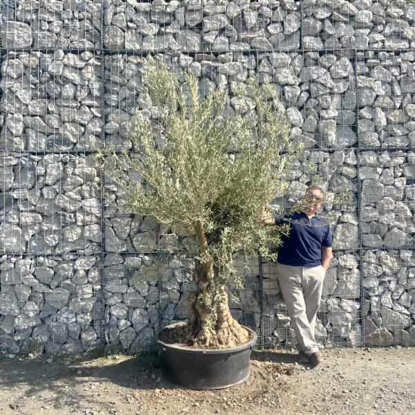 Gnarled Olive Tree Multi Stem Low Bowl XXL (Turtle) G572 - 17F90B5C 0B2D 4108 BFB6 EDED3EC5EEB7 scaled