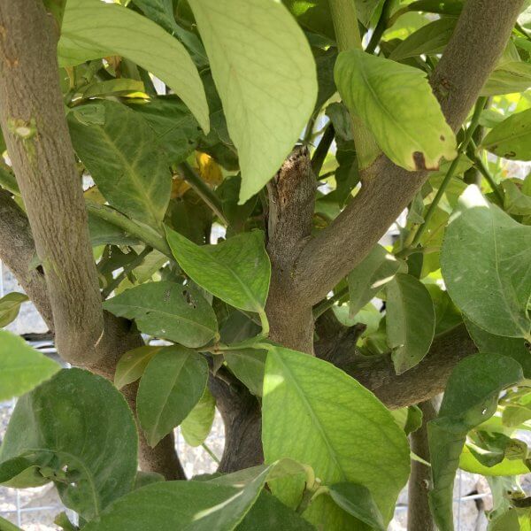 Citrus Lemon Tree Extra Large G818 - 18E9193D 9EFE 404B B6CA 099CE99725AA scaled
