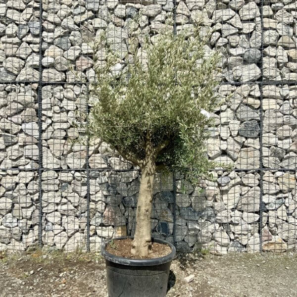 Tuscan Olive Tree (Chunky Trunk Multi Stem) XXL G700 - 196C4F4E 405E 4C90 9CE0 5E808078099B 1 105 c