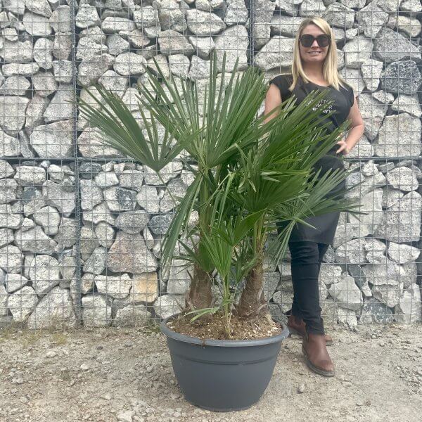 Trachycarpus Fortunei (Chusan palm) Trio Bowl - 1BDE182A 4182 4770 AB1A 52558648CC47 scaled