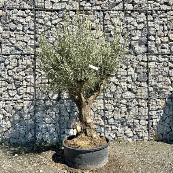 Gnarled Olive Tree (Ancient) Thick Multi Stem Extra Large G498 - 1DA5BF48 B9B5 4E54 8B3D D6EB4BE1427E 1 105 c
